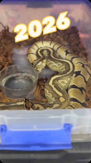 Tub check first thing in the morning and ball pythons are already locked up! #ballpythonbreeding #breedingseason2026 #ballpythonpairings | Ricky Miller | Facebook