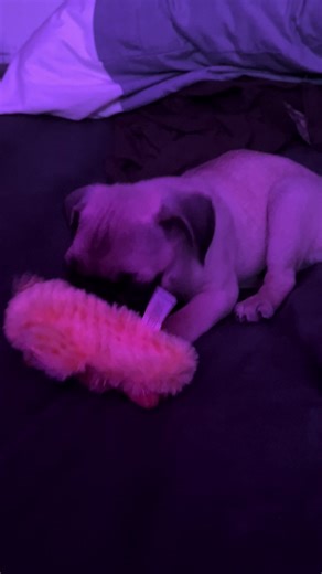 Cute Pug Warning: Watch Out for Bites!