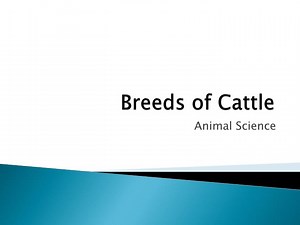 Breeds of Cattle - SlideServe