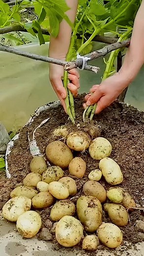 SINGOLI AEDITS | plant potter , plant you , plant based bride , plant to be , plant tour , plant based , plant crochet , plant based couple , plant... | Instagram