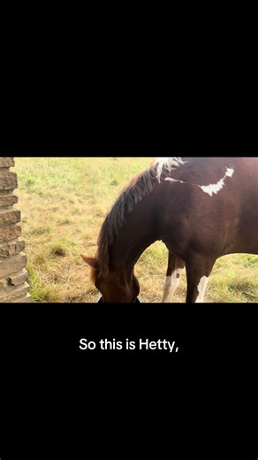 Dartmoor Pony Moments: My Lovely Horses in Devon