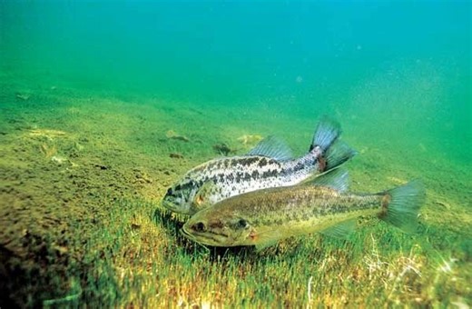 Understanding Bass Post Spawn