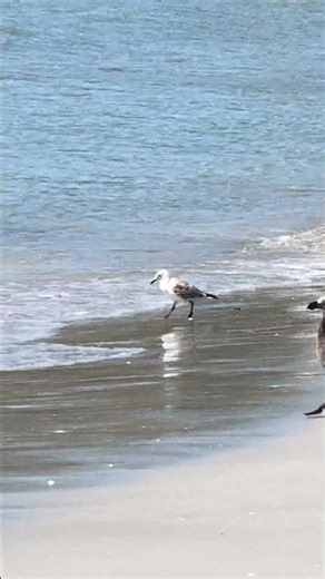 Penneshaw Kangaroo Island Australia Plover bird￼