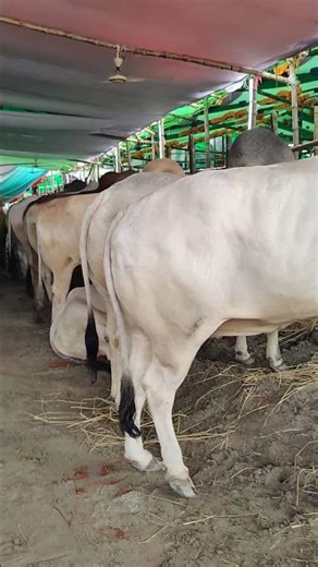 কোরবানির গরুতে এবার নতুন রেকর্ড