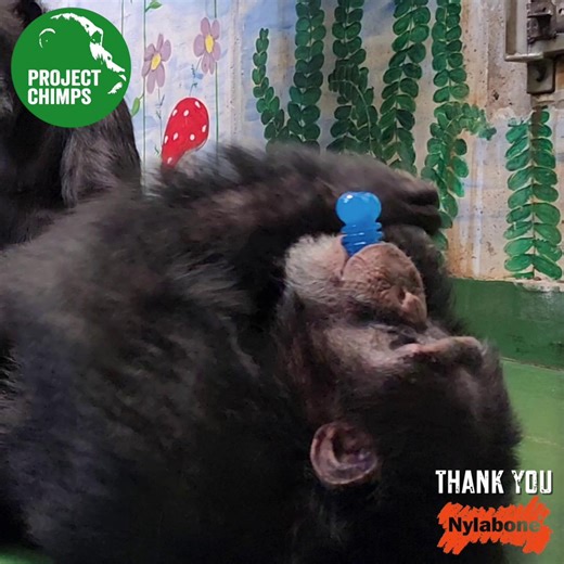 Another quick shout out to Nylabone for sending the former research lab chimpanzees here at sanctuary some amazing new chew toys! Zack, here, is clearly a fan. | Project Chimps