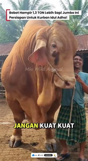 😱SAPI LANGKAH! MEMILIKI DAUN TELINGA YANG BERBEDA DARI SAPI LAINNYA! #sapi #cow #sapijumbo #kurban