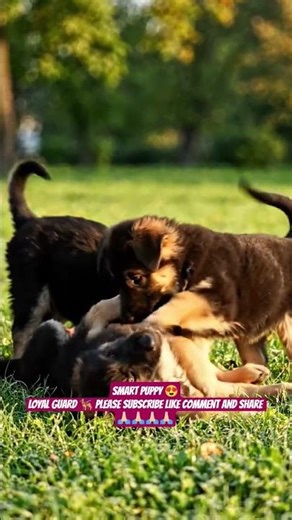 German Shepherd Puppy 🐶 | Smart, Loyal & Powerful Dog 💪🔥 #shorts #ashishsaxena
