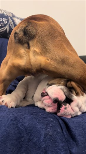 #bulldog #bootycheeks video credit to the stars : @Biscuit and Chubbz