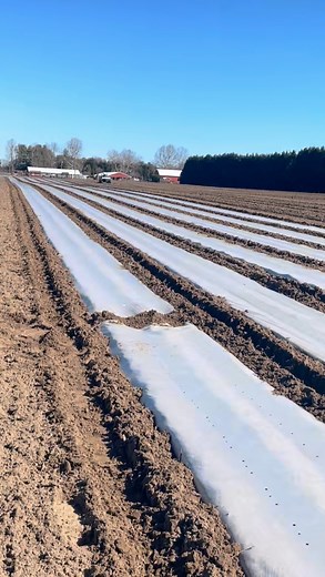422 reactions · 19 shares | Our Farmers are had at work getting the land ready for SPRING! Wanna hear something exciting? We are getting ready to plant the first planting of our homegrown sweet white corn! This is the corn that will be ready around Fourth of July.  After working up the field to get ready for planting, the seed planter drops the seed, then each row gets covered with plastic. | Duffield's Farm | Facebook
