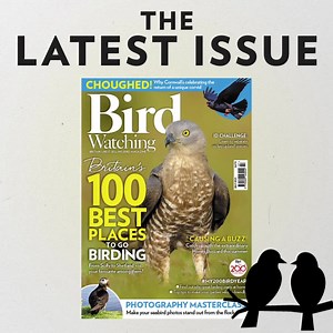 The new July issue of Bird Watching magazine is out. Why not get a subscription and save on shop prices? Plus you'll never miss an issue... https://www.greatmagazines.co.uk/bird-watching-magazine | Bird Watching | Facebook