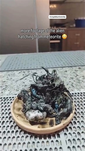 A man records an Alien entity that grew from a meteorite he found in his yard! This looks extremely similar to the “black goo” found by the Russians! Honestly this might be one of the biggest discoveries of mankind. | Cryptid University