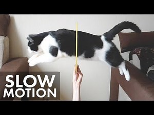 Jumping cat through the hoop. Slow motion.