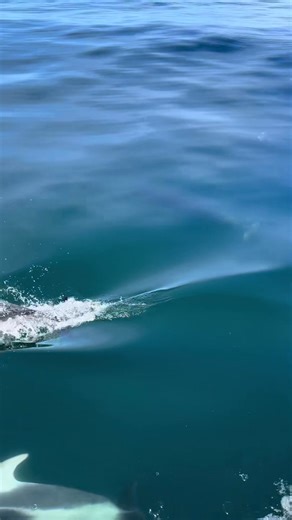 11K views · 375 reactions | Elevated heart rates on today’s Extended Expedition with 4 different types of dolphins as well as about 20 Humpback whales. Here you can see 2 different species bow riding our boat. | Ocean.Tour | Facebook