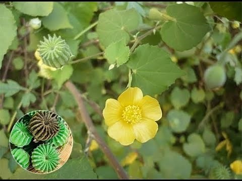 Health benefits of Atibala