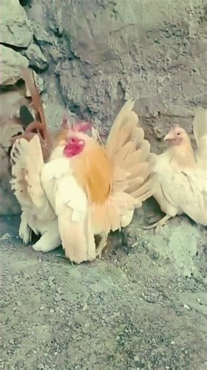 🐥 World’s Smallest Fancy Chicken | Cute Mini Bantam Chicken 🐔 #shorts