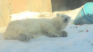 566K views · 9.8K reactions | POLAR BEAR RIGHT AT HOME IN DEEP FREEZE: We might be hating this cold, but at least one animal seems to be having a ball. Watch this polar bear roll around in the snow at Lincoln Park zoo. While most of the animals at the zoo are brought inside due to the cold, many can still be outdoors, including eagles, vultures, big cats, and rhinos. | CBS Chicago | Facebook