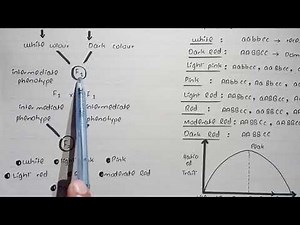 Continuous And Discontinues Variation | Polygenic And Monogenic Traits