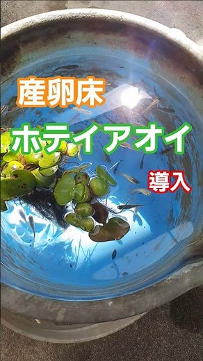 【メダカ飼育】産卵床ホテイアオイ導入 #めだか #aquarium