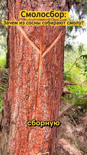 How is resin extracted?