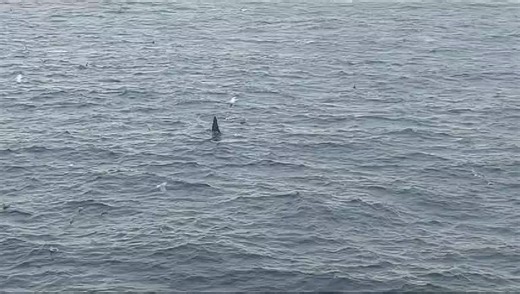 Exploring the Mysteries of Orcas in the North Atlantic Ocean