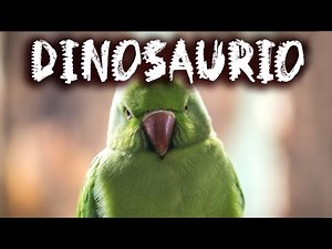 Why Birds ARE DINOSAURS
