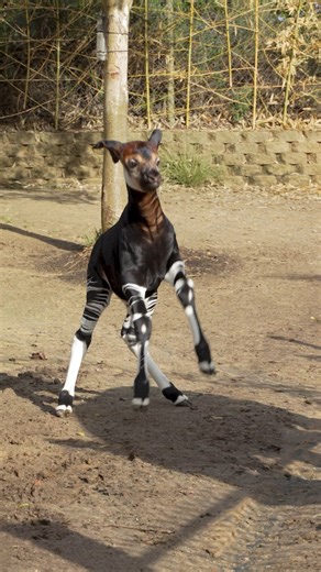 Upepo's in the zone. And definitely deserves his own theme song. Sometimes okapi calves need a little extra time getting to know their legs, which is why you may notice them kicking and hopping around when they are young. Practice makes perfect 👍 #hoppyokapi #maygraybrightspots #tbt #sdzsafaripark | San Diego Zoo Safari Park
