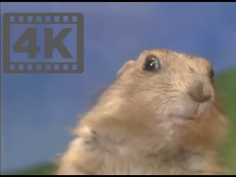 Dramatic Gopher 4k + AI Upscale