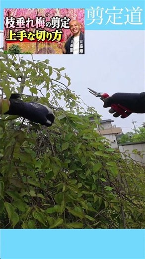 枝垂れ梅の剪定】上手に切れる #庭作業 #切り戻し #剪定方法 #庭木管理 #樹形を美しく保つ #庭木の手入れ 手入れ #梅 #初心者