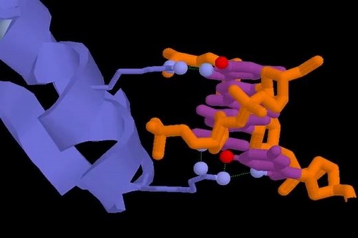 锌指结构（zinc finger domain）