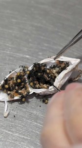 725K views · 863 reactions | It’s egg sac season and that means thousands of baby funnel-webs are on the move! ️ Head of Spiders, Emma, needs new funnel-web spider egg sacs to raise spiderlings in our world-first breeding facility. These spiders will go into the antivenom program, to help save lives every year. Every spider and egg sac counts towards saving Aussie lives! | Australian Reptile Park | Facebook