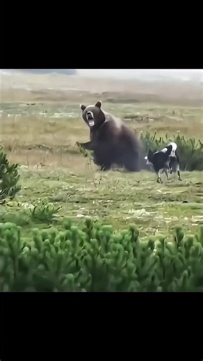Bear Hunting in the Wild | Thrilling Moments and Powerful Shots #Hunting #BearHunting