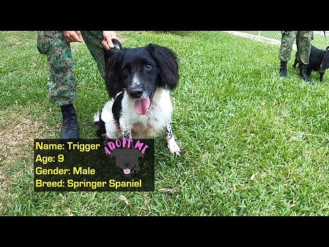 Military Working Dog Unit Adoption Drive 2020
