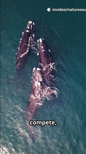 Songs of the Sea Courtship and Mating in Blue Whales