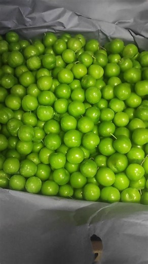 Erik Yeme Videosu 2026 Hazırlık