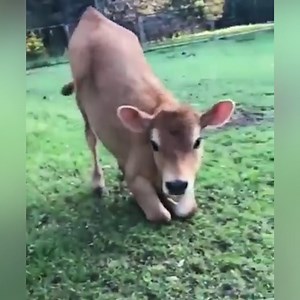 16K views · 991 reactions | The world needs more happy bum waggles  Pass it on! | Animals Australia | Facebook