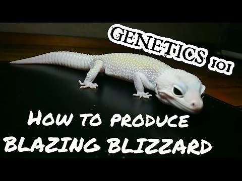 Blazing Blizzard Leopard Gecko: Genetic Guide