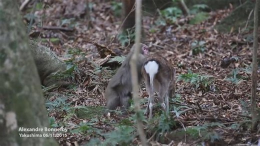 La video d’un rapport sexuel entre un singe et une biche