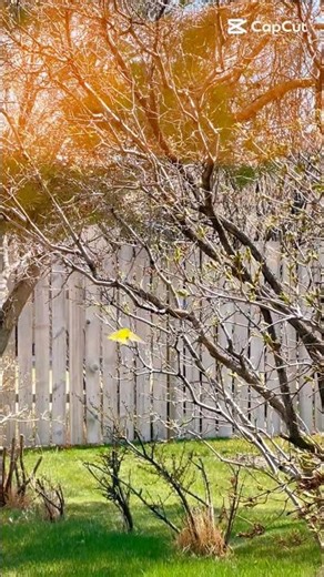 PLANTING YELLOW ROSES: Mom’s Favourite Flower 🌼