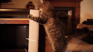 Is your cat driving you bonkers with their scratching? Despite it being a natural behaviour for cats, you may wish that they leave your soft furnishings alone! The good news is you can encourage them to scratch something more suitable instead, such as a scratch post. Read our advice: http://bit.ly/cp-scratching | Cats Protection