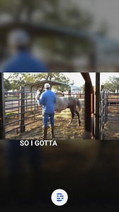 6.9K views · 179 reactions | Introducing new tools to a horse can be...