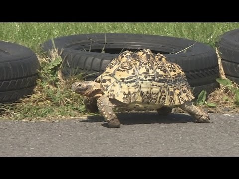 World's fastest Tortoise (Guinness World Record)