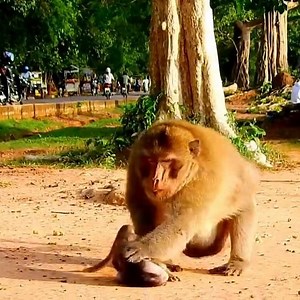 549K views · 11K reactions | Extremely scare.. Baby does wrong nothing, just beg Papa for comfort, Why Papa hits baby like that | Monkey Pet Collection | Facebook