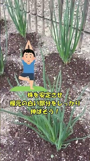 【主婦のみかた万能野菜わけぎ】ネギ根元の白い部分が好きなら土寄せは超重要＃家庭菜園＃無農薬栽培出来ます＃shorts