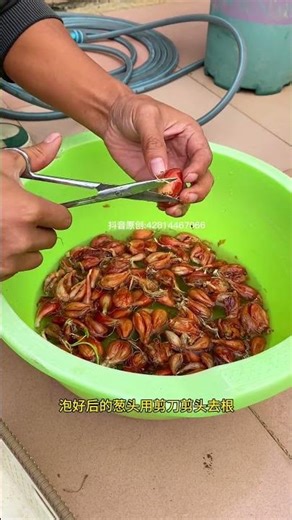 This is a detailed tutorial on growing scallions.I think Grandma was right to praise me.#GrowingTips