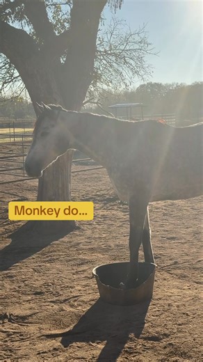 “The horse: the noblest, bravest, proudest, most courageous, and certainly the most perverse and infuriating animal that humans ever domesticated.” ~Anne McCaffrey Sigh… so unbelievably noble, amirite? Monkey see, monkey do I guess. Abner is goofy, and he’s passed it on to Grace. She’s like a sponge, too. She soaks all of his quirkiness up. AND her feet are improving. We trimmed her on Saturday and she was a little sore (ugh, racehorse feet) on Sunday and Monday even with the boots on, but she’s
