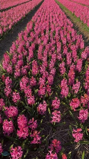 Beautiful Purple Hyacinth Field in the Spring