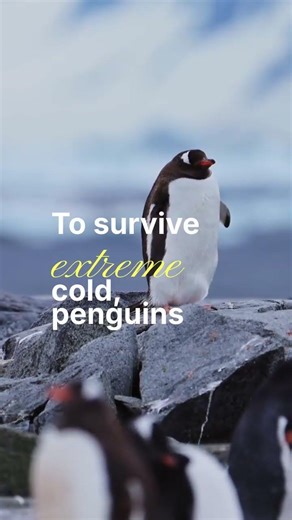 🐧 Penguins Are Way Tougher Than They Look ❄️