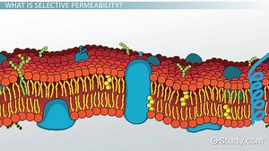 Selective Permeability | Definition, Importance & Examples - Video | Study.com