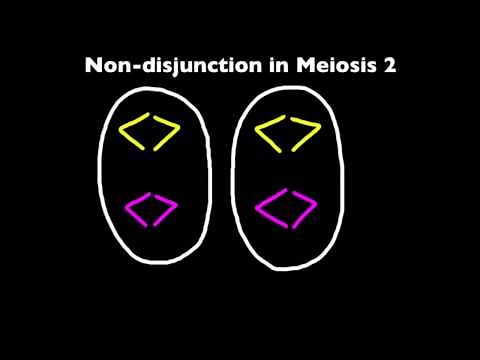 4.2.4 Explain that non-disjunction can lead to changes in chromosome number