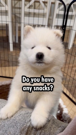 Do you have any snacks? | Poppet and the Wolf Pack